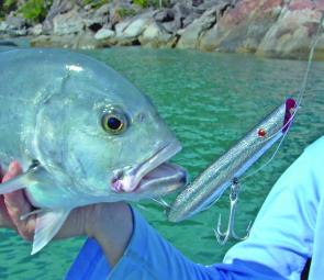 Even though this GT is no monster, the islands and rocks around Hinchinbrook are loaded with GTs of all sizes ready to smash a pencil popper.